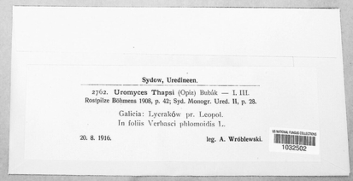 Uromyces thapsi image